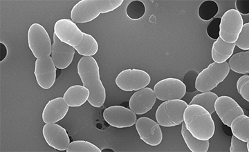 フェカリス菌の画像