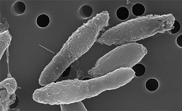 酪酸菌の画像